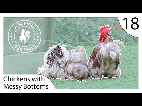 Why does my Chicken have a Messy Bottom? Ask Phill 18