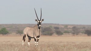 The Oryx Up Close: Footage of the Desert Antelope