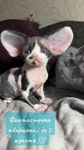 #cute #gremlin #funny #catlover #fyp