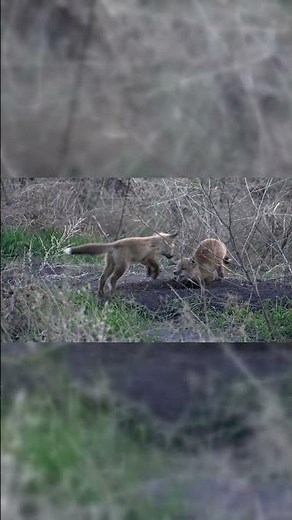 "Curious Red Fox Pups: Exploring Their Playful Nature and Fascinating Behaviors!"