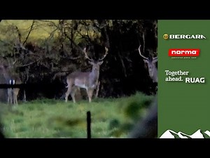 Cai's wild shopping trips – Sussex fallow buck