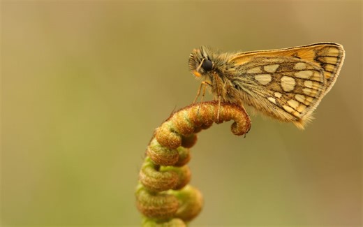 Back from brink: 12 rare animals that have made a miraculous comeback from the verge of extinction | Discover Wildlife