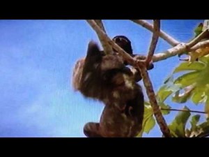 Sloths Mating