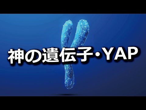 神の遺伝子YAPについて