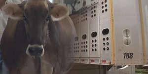 Livestock haulers, highway safety groups split on proposed electronic logging regulations