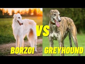Borzoi VS Greyhound Dog - Which dog is faster? Top 10 Fastest Dogs