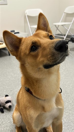 3.1K views · 2.4K reactions | Hello! My name is Ezo! I’m a fun...