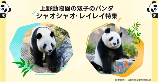 上野動物園の双子のパンダ「シャオシャオ」と「レイレイ」特集 - Yahoo!ニュース