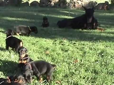 Sunnybrook Large Full European Doberman Puppies For Sale
