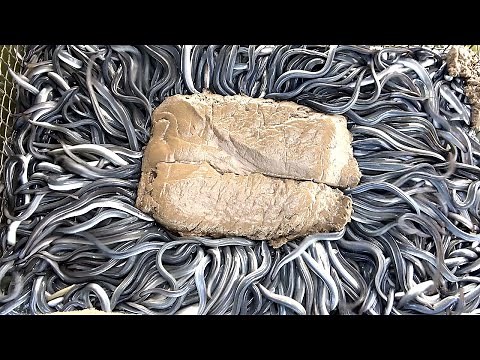 Eel feeding show - How to Fillet eel / Grilled eel in Taiwan
