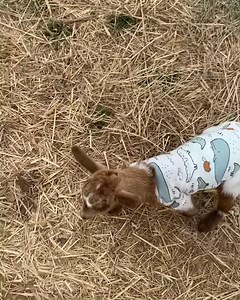319K views · 19K reactions | Baby Bo is exploring the farm. I’ve never seen a baby his age with so much energy. He’s incredible. Show Bo some love ❤️ | GoatsofAnarchy | Facebook