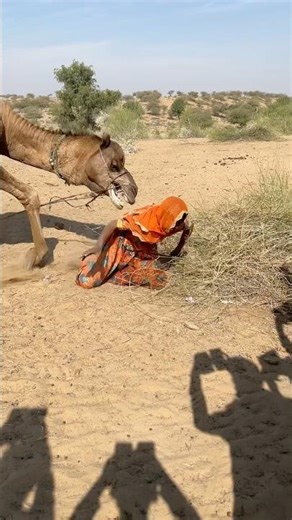 When a Camel Gets Naughty Must Watch Funny Scene