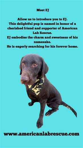 Check out handsome EJ available for adoption ❤️ 💙 https://americanlabrescue.com/adoption-application/ | American Lab Rescue (ALR)