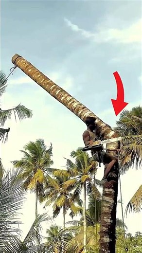 Never Plant These Trees at Home! #facts #shorts#youtubeshorts #nuralomOfficial