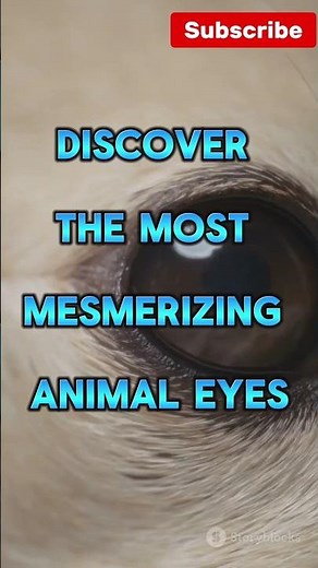 Top 10 Animals with Unique Eyes!