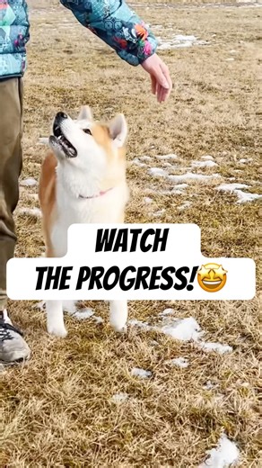 Before & After 5 months dog trainer: Our Puppy’s Progress #akitainu #dogtraining
