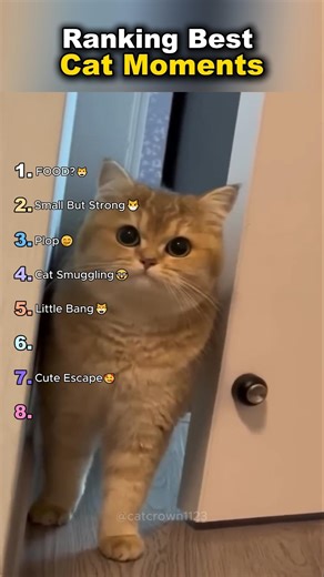 Ranking Best Cat Moments😂🤭