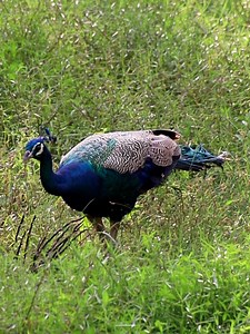 Peacock | 𝐍𝐚𝐭𝐮𝐫𝐞 𝐏𝐡𝐨𝐭𝐨𝐬 𝐁𝐨𝐨𝐤