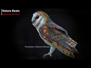 Barn owl call [owl mating call and alarm call]
