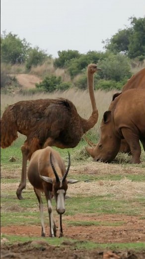 Ostrich Sounds? This Is How an Ostrich Really Sounds #OstrichSounds #AfricanWildlife #WildlifeShorts