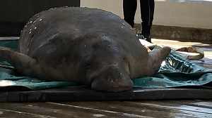 Beached manatee rescued from Mayport being treated at Jacksonville Zoo
