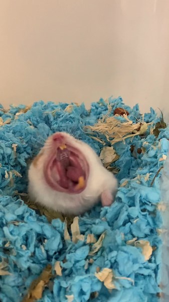 Cute Hamster Yawning Video - Cheerio the Pet Hamster