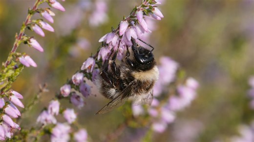 Close-up camera reveals a bumblebee collecting nectar