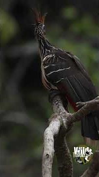 hoatzin-a prehistoric birds in the amazon
