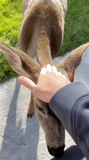 Wild deer loves getting pets…