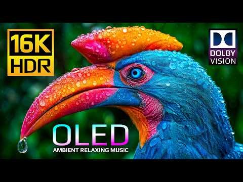 Ultimate Massive OLED Display Test Video 🌿 16K HDR 120fps Dolby Vision (4K • 8K Ultra HD TV)