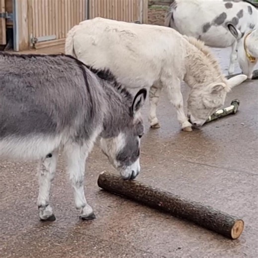 Peanut’s perfect day: friends by his side and logs to explore! 😋 | Adopt A Donkey