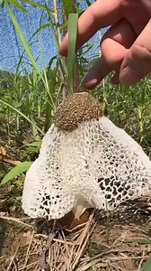 How amazing is nature | Awesome World