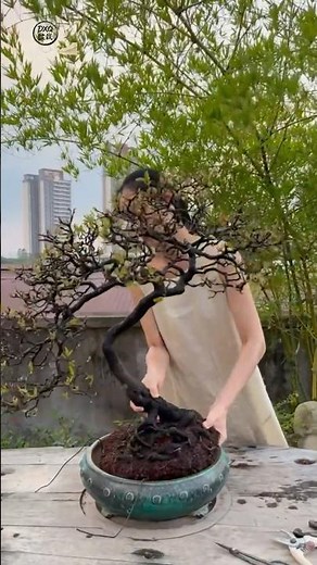盆栽の植え替え｜新しい土に交換する