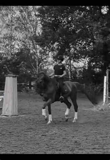 Learning Dressage: My Second Experience on a Horse