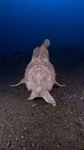 14K views · 201 reactions | Attack mode engaged! 浪 What would you do if this Frogfish was charging towards you?   @diveivanov | Diving Adelaide & Online Dive Gear | Facebook
