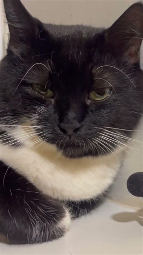 Purring Cat sound for Relaxation and deep sleep. Cat purr. Relaxing video for sleep #purr #relaxing