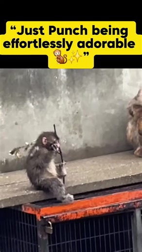 Sometimes, it’s the smallest, simplest moments that steal our hearts the most… 🥺 And this right here? One of Punch’s cutest moments ever. No words, no drama—just pure innocence, softness, and a little soul that makes everything feel lighter. 🤍 If this didn’t make you smile even just a little… I don’t know what will. 🥹 #FunnyAnimals #CuteMonkey #PunchMoments #WholesomeAndFunny #ViralClip