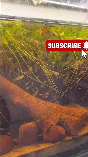 🐠 Hundreds of Guppies in a Natural Low-Tech Aquarium! 🌿 | Relaxing Aquascape Vibes