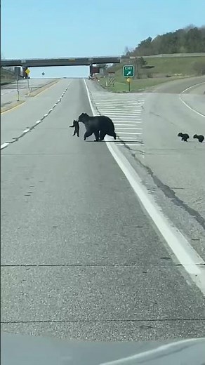McAdoo Black Bear Crosses Road With Four Cubs || ViralHog