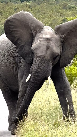 15K views · 551 reactions | It's an Elephant! ❤ #animals #safari #nature | Wildest Kruger Sightings | Facebook