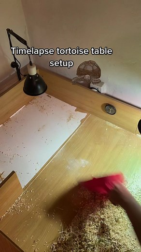 tacoandtutu on TikTok