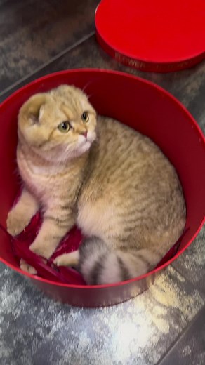 Adorable Tabby Kitten in a Red Container