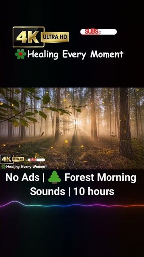 No Ads | 🌲 Forest Morning Sounds | 10 hours | 5.2