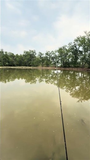 Day 1 Catching the Pond Monster #carp #grasscarp #pondfishing