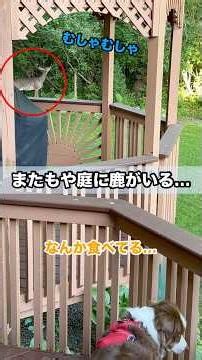 大型犬と遊びたい野生の鹿#オーストラリアンシェパード#かわいい犬 #癒し#大型犬