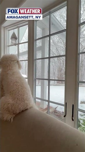 Dog Cozies Up In Front Of Window Watching Snow