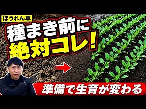 【ほうれん草栽培】種まき前にコレやると成長スピードがまるで変わる！？必ずやるべき5つの作業は〇〇です！！