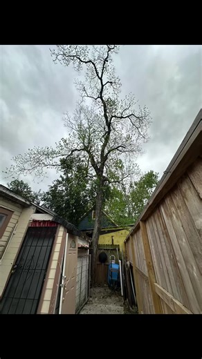 👷🏻‍♂️1 Tree Removal 📍Downtown Houston,Tx 🗣️ Call us for your #freeestimate ✅Fully Insured 💯Professional Work • • • • • My Team and I can take care of all your tree care‼️ No job big or small, Give us A Call Today 🌳💪🏽 #freeestimate #bestinhouston #treework #treeservice #treepros #treeclimber #treeremovalexpert #fypシ #fypシ゚viral #stumpgrindingservices #stumpgrindingoftiktok #treeremoval #houstontx