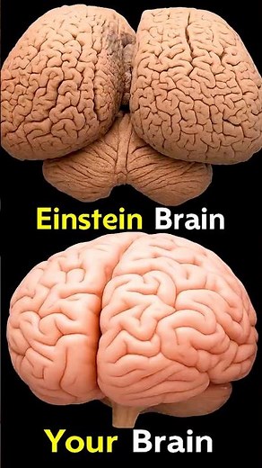 Secrets of Einstein's Brain 🧠