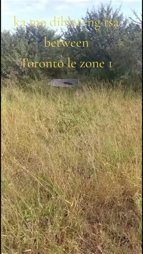 Explore the Best Cable Parks with Crunchy SA